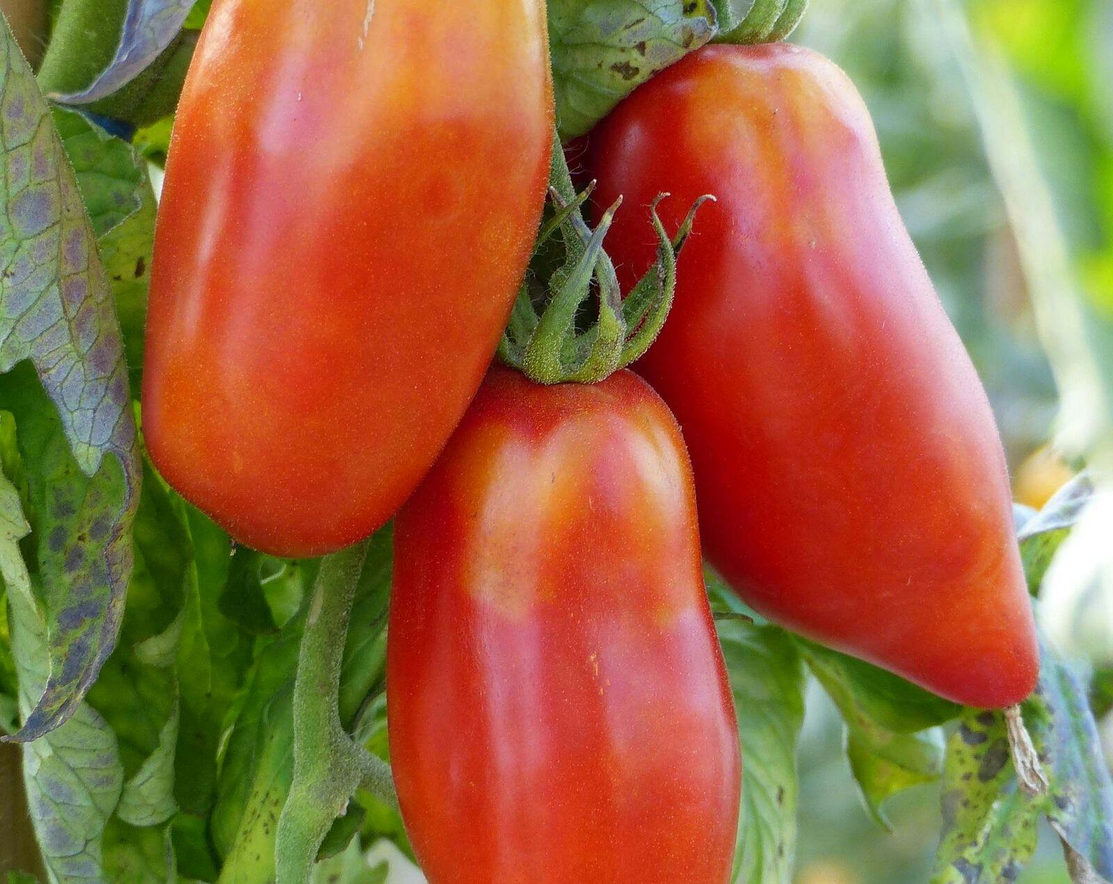 Plant de Tomate Andine Cornue