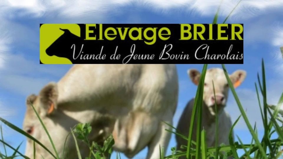 Saveurs Charolaises - Elevage Brier